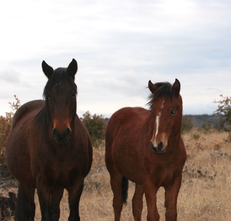Arrest made in shooting deaths of two domestic horses